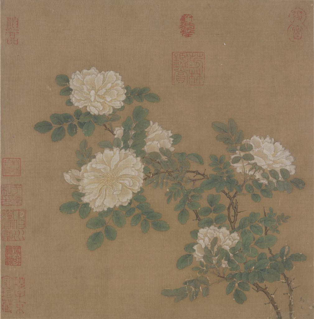 图片[1]-Ma Yuanbai Rose Page-China Archive